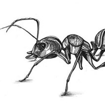 La hormiga, la vida, el váter